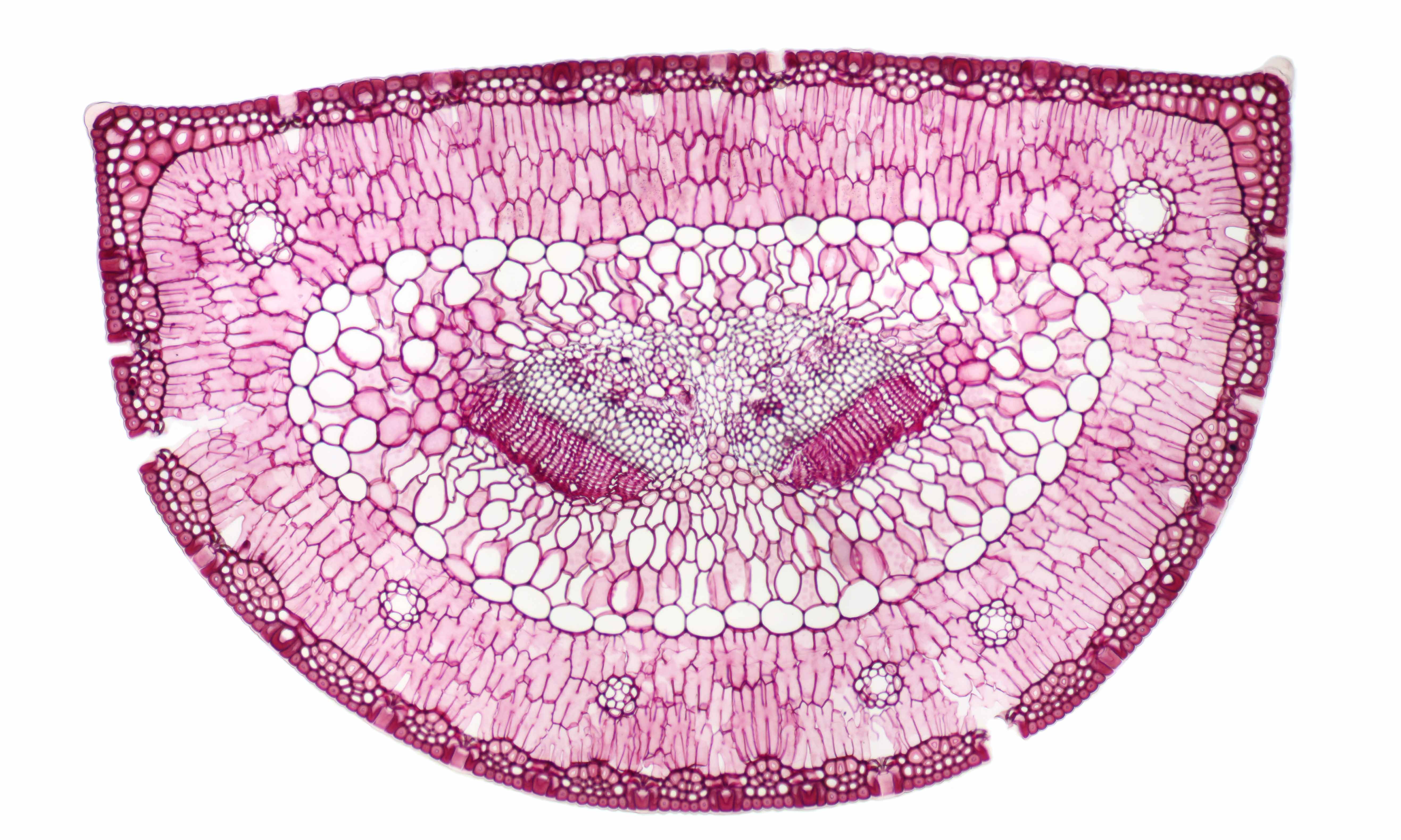 Gymnospermes